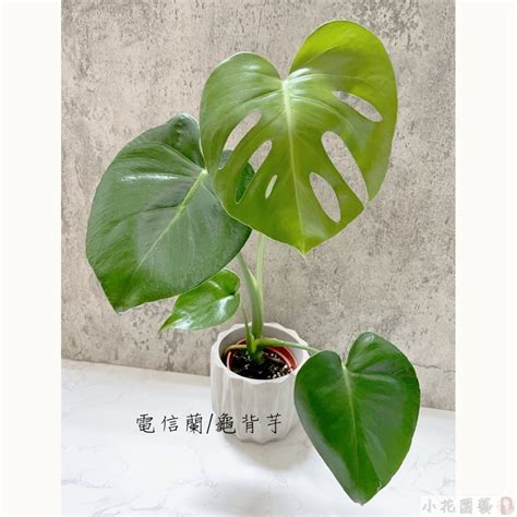 龜背芋 龜背竹|種植及照顧龜背竹指南 – The Trunk Group Limited